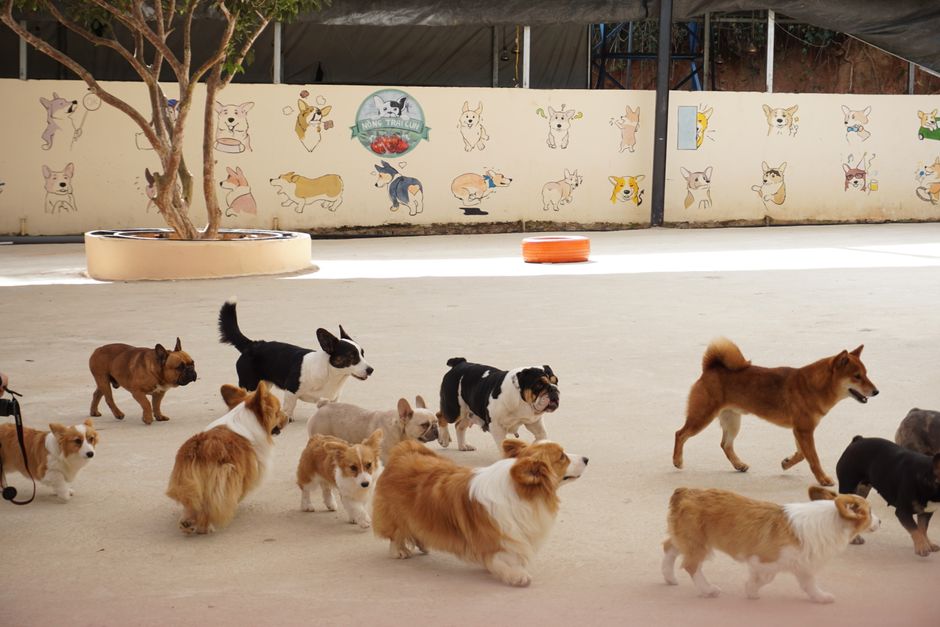 Dogs playing together at a pet daycare
