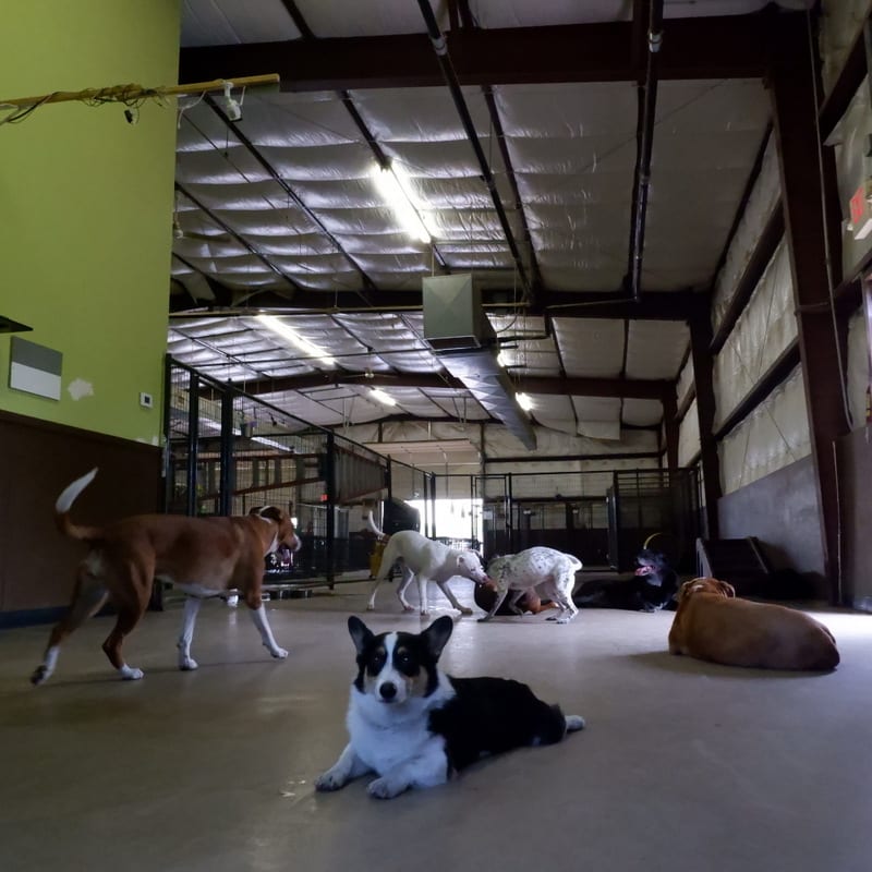 Dogs loose together in the climate-controlled indoor play area at Hip Hounds in Round Rock, Texas